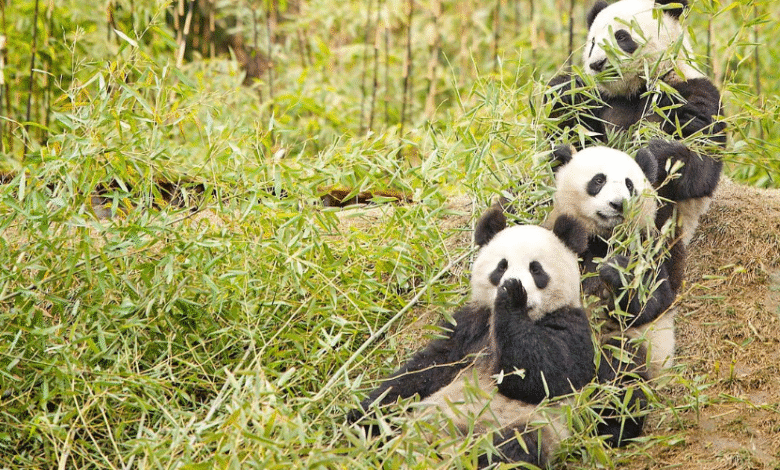 China quer liderar o mundo em reservas naturais